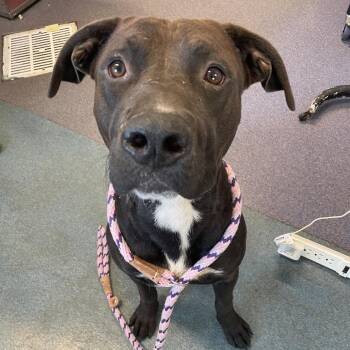 Toggle -  Mixed Breed Dog for Adoption in Edwardsville, Illinois - Toggle | PetCurious