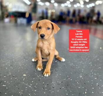 Towns -  Labrador Retriever Dog for Adoption in Oviedo, Florida - Towns | PetCurious