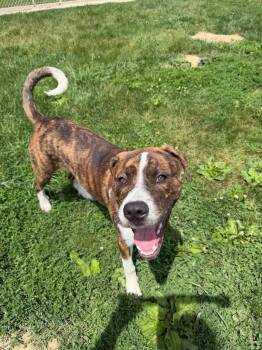 Bronx -  American Staffordshire Terrier Dog for Adoption in Pierceton, Indiana - Bronx | PetCurious