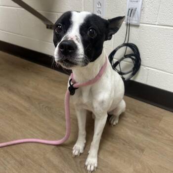 Chihuahua and Jack Russell Terrier Dogs Available for Adoption in Lyndhurst, Virginia - Dottie | PetCurious