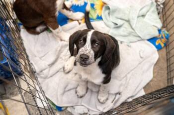 Pointer and Rottweiler Dogs Available for Adoption - Mac | PetCurious