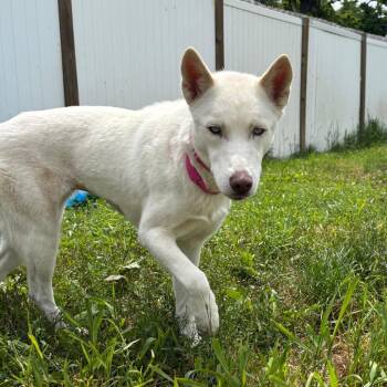 Anaya -  Siberian Husky Dog for Adoption in West Des Moines, Iowa - Anaya | PetCurious