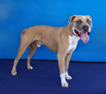 CHICO -  Pit Bull Terrier Dog for Adoption in Pasadena, California - CHICO | PetCurious