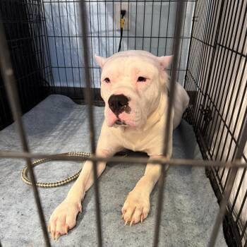Pancakes -  Mixed Breed Dog for Adoption in Port Charlotte, Florida - Pancakes | PetCurious