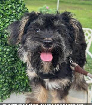 Rudy -  Schnoodle Dog for Adoption in Brookfield, Wisconsin - Rudy | PetCurious