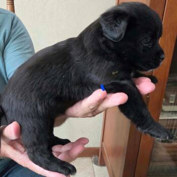 Farrah -  Shepherd and Pit Bull Terrier Dog for Adoption in Wadena, Minnesota - Farrah | PetCurious