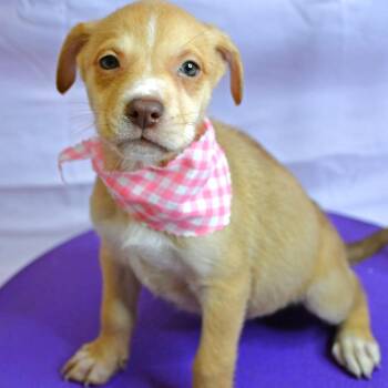 Husky Dogs Available for Adoption in Beaumont, Texas - Parsley | PetCurious