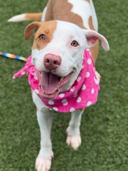 Maryland -  Pit Bull Terrier and Labrador Retriever Dog Available for Adoption in Hartsville, South Carolina - Maryland | PetCurious