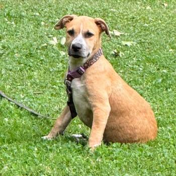 Lacey -  Pit Bull Terrier and Australian Shepherd Dog for Adoption in Brockport, New York - Lacey | PetCurious