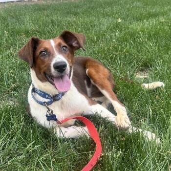 Cattle Dog Dogs Available for Adoption in Troy, Virginia - Cheddar | PetCurious