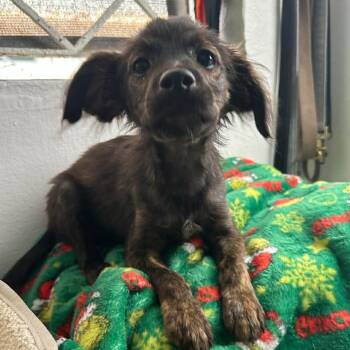 Spaniel and Chihuahua Dogs Available for Adoption in Carmel Hamlet, New York - Spike | PetCurious