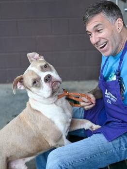 Eddie -  Mixed Breed Dog for Adoption in Chamblee, Georgia - Eddie | PetCurious