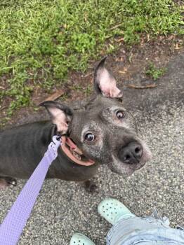 Diamond -  American Bulldog Dog for Adoption in Lakeland, Florida - Diamond | PetCurious