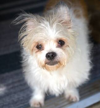 Beatrice (aka "Miss B") -  Terrier and Chihuahua Dog for Adoption in Hoquiam, Washington - Beatrice (aka "Miss B") | PetCurious