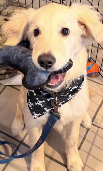 Aloha -  Golden Retriever and Black Labrador Retriever Dog for Adoption in Elizabethtown, Pennsylvania - Aloha | PetCurious