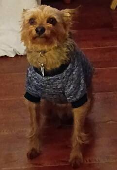 Yorkshire Terrier Dogs Available for Adoption in Ross, Ohio - Jack Jack | PetCurious