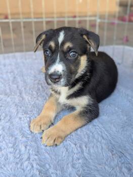 MALIBU -  German Shepherd Dog Dog for Adoption in Los Angeles, California - MALIBU | PetCurious