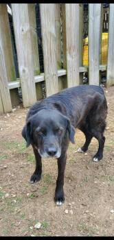 Liam -  Black Labrador Retriever Dog for Adoption in Lexington, Kentucky - Liam | PetCurious