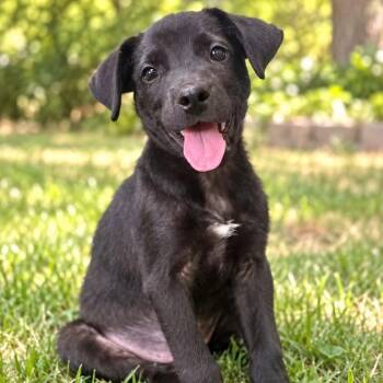 CAPPY -  Mixed Breed Dog for Adoption in Cranston, Rhode Island - CAPPY | PetCurious