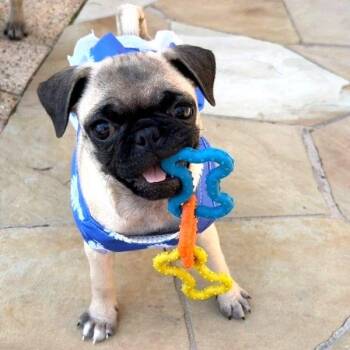Pug Dogs Available for Adoption - Pippa | PetCurious