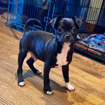 Quincy -  Pug and Chihuahua Dog for Adoption in Alma, Wisconsin - Quincy | PetCurious