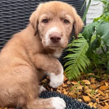 Kelp -  Mixed Breed Dog for Adoption in Buffalo, Minnesota - Kelp | PetCurious
