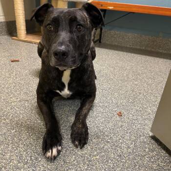 Luke -  Dutch Shepherd and Boxer Dog for Adoption in Kansas City, Missouri - Luke | PetCurious
