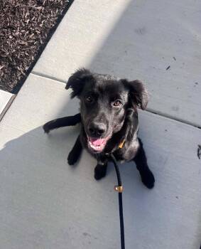 Randal -  Shepherd Dog for Adoption in Salt Lake City, Utah - Randal | PetCurious