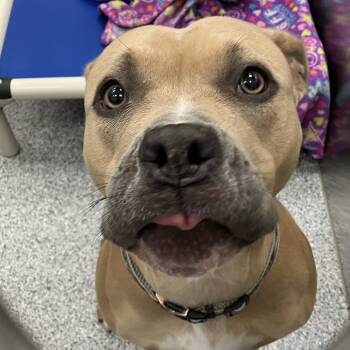 Rescue American Staffordshire Terrier Dogs for Adoption in Grand Rapids, Michigan - Jenessa | PetCurious