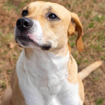 Rescue Mixed Breed Dogs for Adoption in Myrtle Beach, South Carolina - Baby Girl | PetCurious