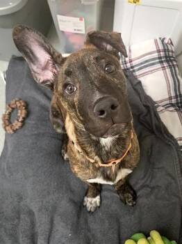 Plott Hound and Mixed Breed Dogs Available for Adoption in Methuen, Massachusetts - HUEY | PetCurious