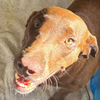 Labrador Retriever Dogs Available for Adoption in Bentonville, Arkansas - Fawn | PetCurious