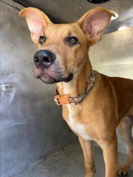 FCC -  Labrador Retriever and Mixed Breed Dog for Adoption in Tulsa, Oklahoma - FCC | PetCurious