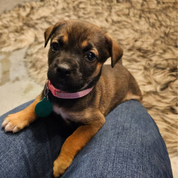 Rescue Mixed Breed Dogs for Adoption in Buffalo, Minnesota - Rory | PetCurious