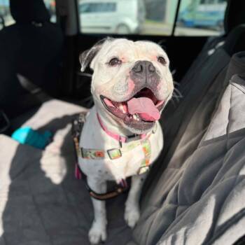 Rescue English Bulldog and Mixed Breed Dogs for Adoption in Northville, Michigan - Sunny | PetCurious