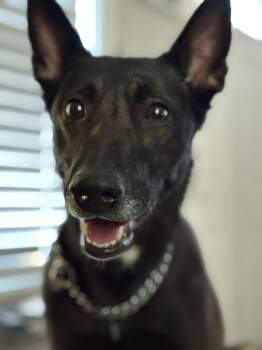 Belgian Shepherd Malinois Dogs Available for Adoption - Akira | PetCurious
