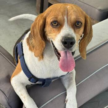 Guava -  Beagle Dog for Adoption in Nowata, Oklahoma - Guava | PetCurious
