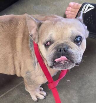 Meg-a-licious -  French Bulldog Dog for Adoption in Bryan, Texas - Meg-a-licious | PetCurious