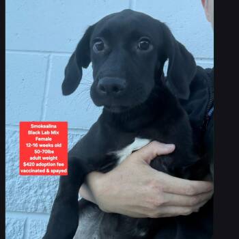 Smokealina -  Black Labrador Retriever Dog for Adoption in Oviedo, Florida - Smokealina | PetCurious