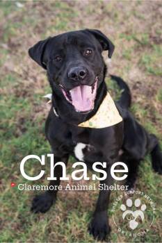 CHASE -  Black Labrador Retriever Dog for Adoption in Claremore, Oklahoma - CHASE | PetCurious