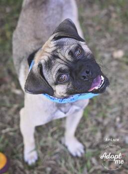 Archie -  Pug Dog for Adoption in Humble, Texas - Archie | PetCurious