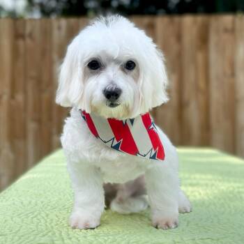 Maltese Dogs Available for Adoption in Miromar Lakes, Florida - Marley | PetCurious