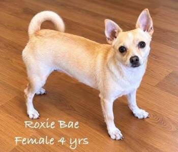 Roxie Bae -  Chihuahua Dog for Adoption in Waunakee, Wisconsin - Roxie Bae | PetCurious