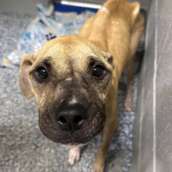 Pit Bull Terrier and Black Mouth Cur Dogs Available for Adoption - Pippi | PetCurious