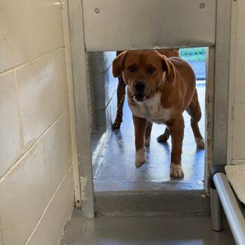 Hound and Mixed Breed Dogs Available for Adoption in Morganton, North Carolina - Greg | PetCurious