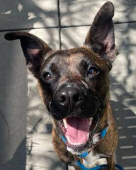 Bjork -  Belgian Shepherd Malinois and Dutch Shepherd Dog for Adoption in Hoffman Estates, Illinois - Bjork | PetCurious