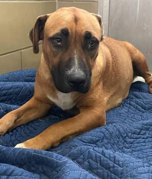 Rescue German Shepherd Dog Dogs for Adoption in Riverside, California - REBA | PetCurious