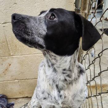 BEAN -  Hound Dog for Adoption in Chicopee, Massachusetts - BEAN | PetCurious