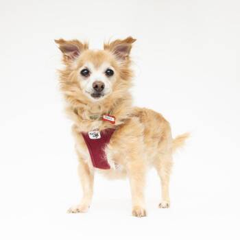 Pipeline 14570 -  Chihuahua Dog for Adoption in San Francisco, California - Pipeline 14570 | PetCurious