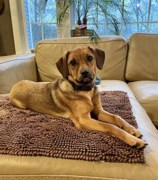 Rescue Mixed Breed Dogs for Adoption in New York, New York - Lotus (GA) | PetCurious